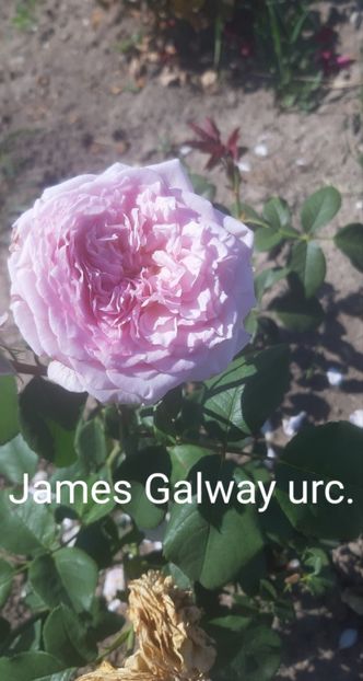  - 0 - Colectia mea de TRANDAFIRI