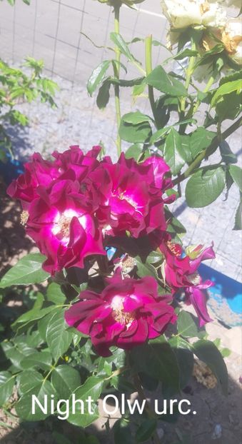  - 0 - Colectia mea de TRANDAFIRI