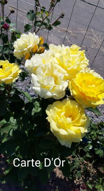  - 0 - Colectia mea de TRANDAFIRI