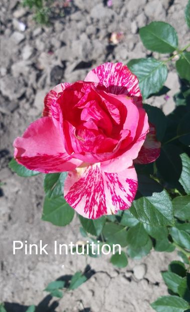  - 0 - Colectia mea de TRANDAFIRI