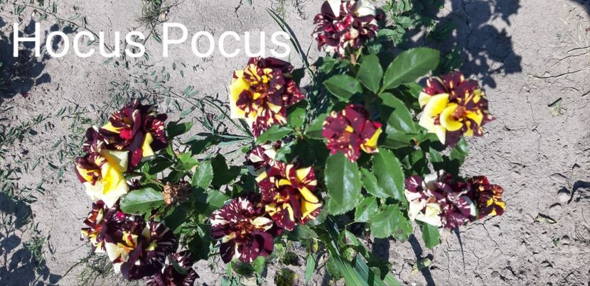  - 0 - Colectia mea de TRANDAFIRI