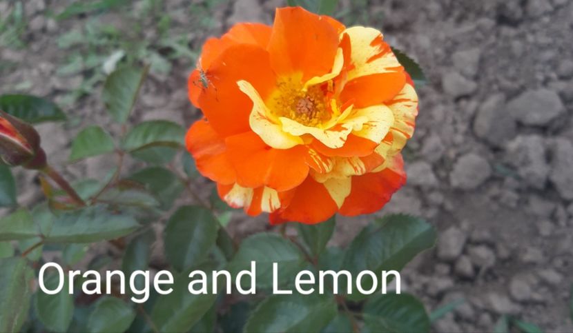  - 0 - Colectia mea de TRANDAFIRI