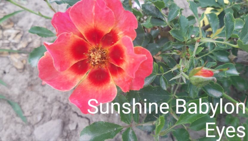  - 0 - Colectia mea de TRANDAFIRI