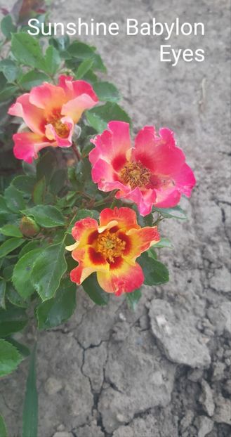  - 0 - Colectia mea de TRANDAFIRI