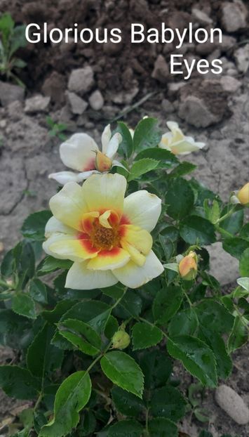  - 0 - Colectia mea de TRANDAFIRI