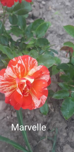  - 0 - Colectia mea de TRANDAFIRI