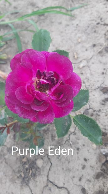  - 0 - Colectia mea de TRANDAFIRI