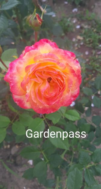  - 0 - Colectia mea de TRANDAFIRI