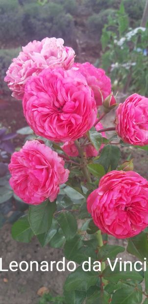  - 0 - Colectia mea de TRANDAFIRI