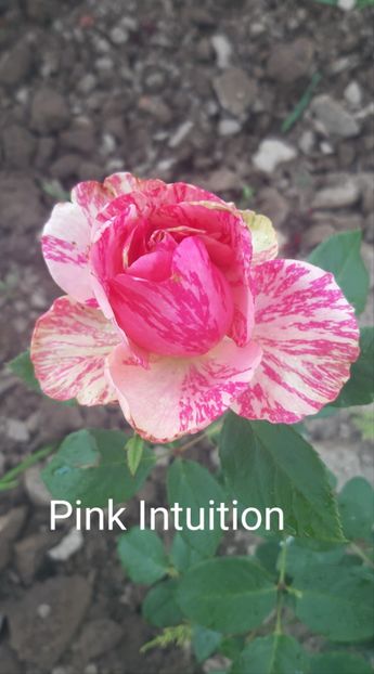  - 0 - Colectia mea de TRANDAFIRI