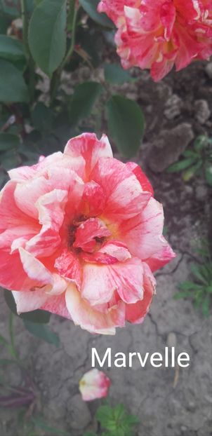  - 0 - Colectia mea de TRANDAFIRI