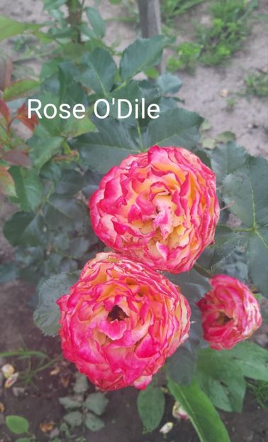  - 0 - Colectia mea de TRANDAFIRI