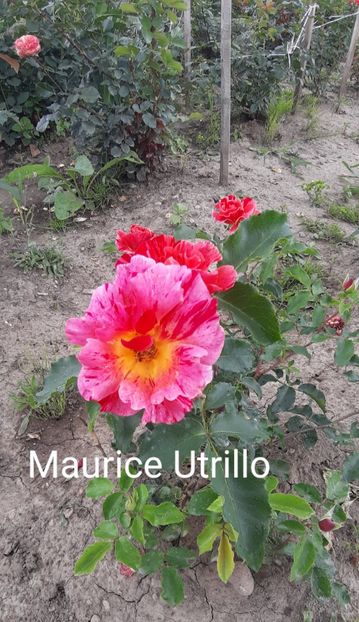  - 0 - Colectia mea de TRANDAFIRI