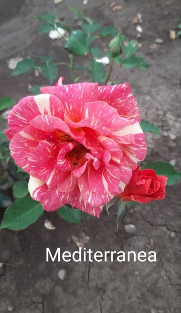  - 0 - Colectia mea de TRANDAFIRI