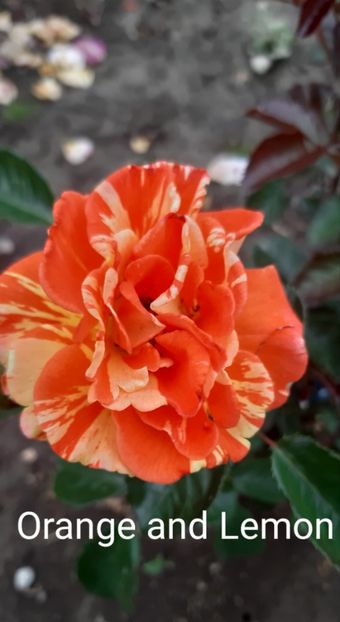  - 0 - Colectia mea de TRANDAFIRI