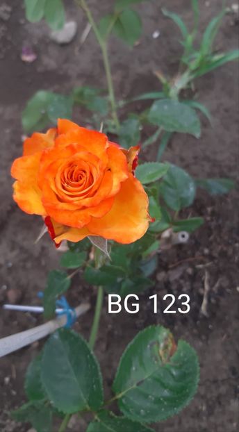  - 0 - Colectia mea de TRANDAFIRI