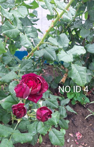  - 0 - Colectia mea de TRANDAFIRI