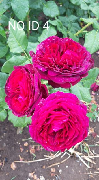  - 0 - Colectia mea de TRANDAFIRI