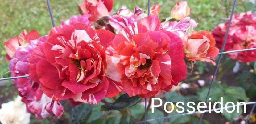  - 0 - Colectia mea de TRANDAFIRI