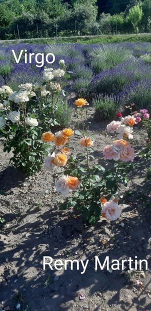  - 0 - Colectia mea de TRANDAFIRI