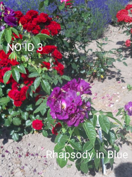  - 0 - Colectia mea de TRANDAFIRI