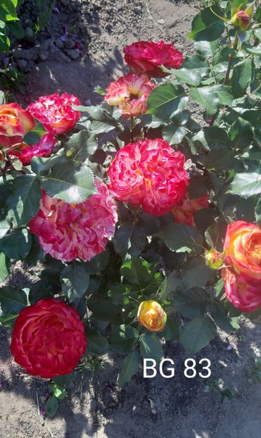  - 0 - Colectia mea de TRANDAFIRI