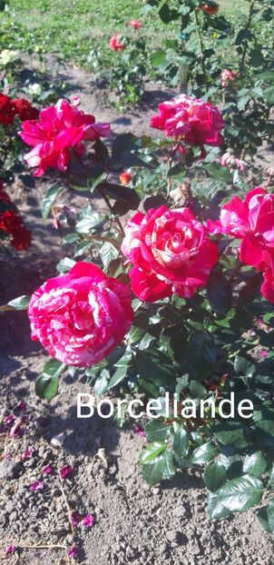  - 0 - Colectia mea de TRANDAFIRI