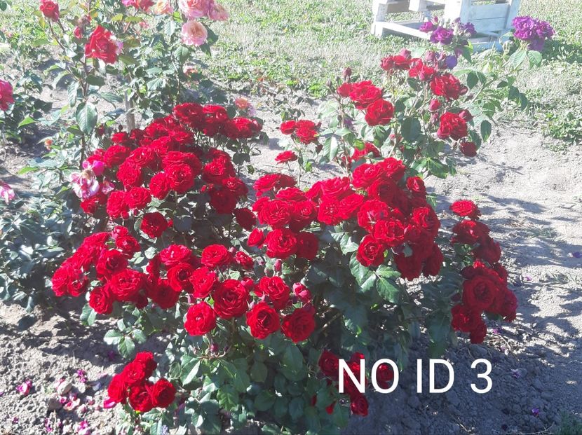  - 0 - Colectia mea de TRANDAFIRI