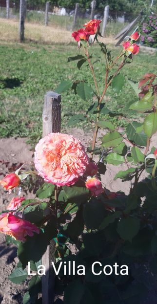  - 0 - Colectia mea de TRANDAFIRI