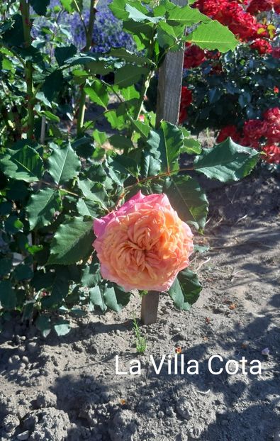  - 0 - Colectia mea de TRANDAFIRI