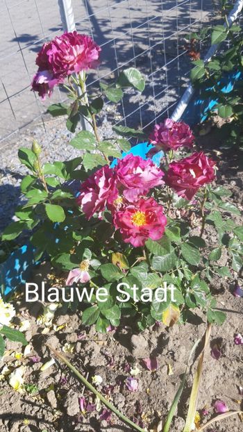  - 0 - Colectia mea de TRANDAFIRI