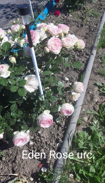  - 0 - Colectia mea de TRANDAFIRI