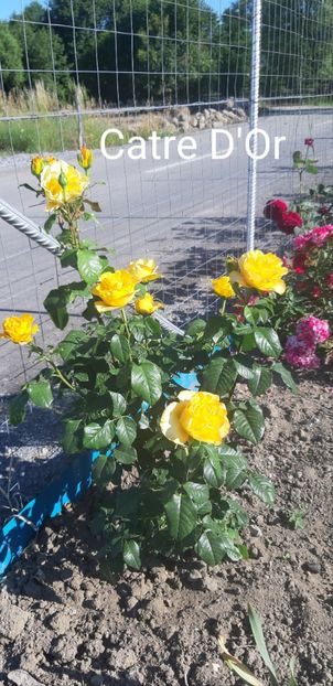  - 0 - Colectia mea de TRANDAFIRI