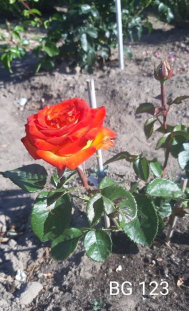  - 0 - Colectia mea de TRANDAFIRI