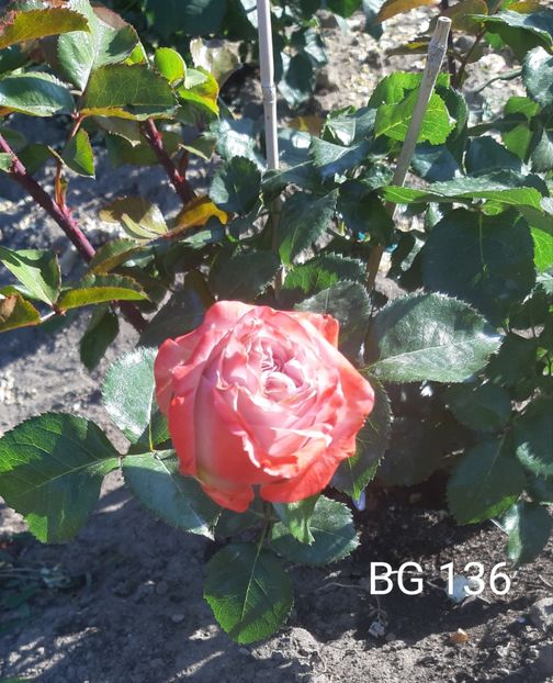  - 0 - Colectia mea de TRANDAFIRI