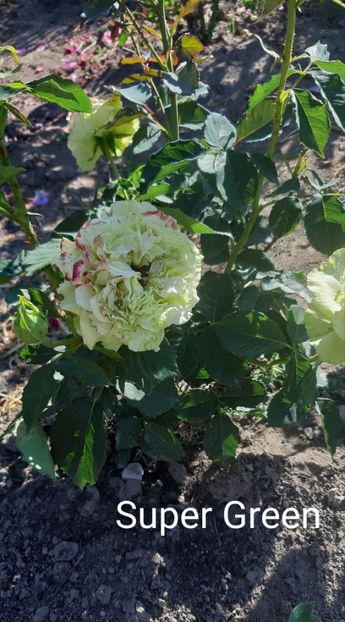  - 0 - Colectia mea de TRANDAFIRI