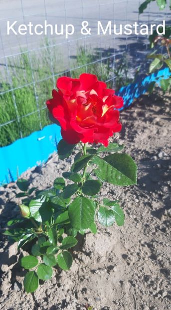  - 0 - Colectia mea de TRANDAFIRI