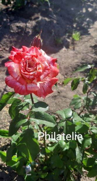  - 0 - Colectia mea de TRANDAFIRI