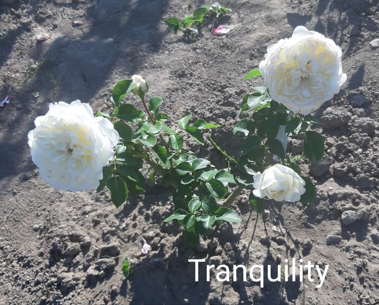  - 0 - Colectia mea de TRANDAFIRI