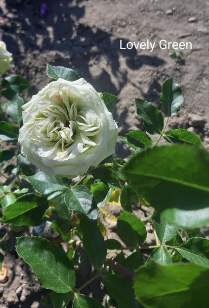  - 0 - Colectia mea de TRANDAFIRI