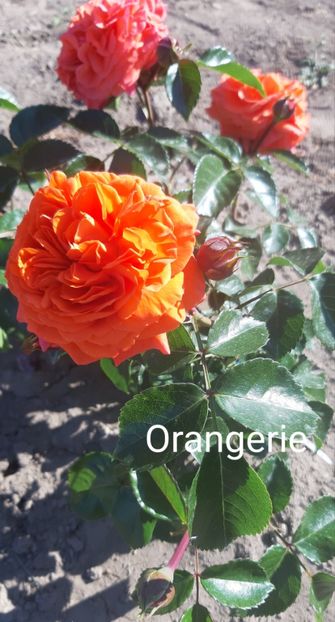  - 0 - Colectia mea de TRANDAFIRI