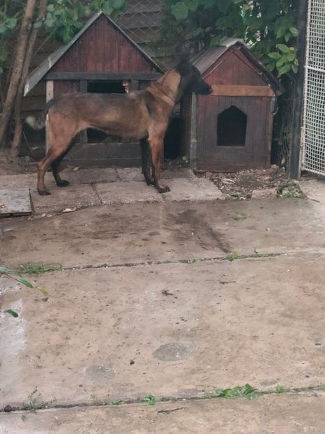 IMG20221012181712 - CIOBANESC MALINOIS