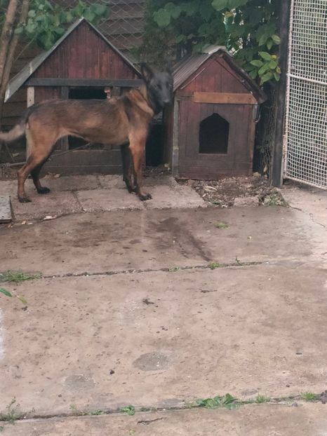 IMG20221012181710 - CIOBANESC MALINOIS