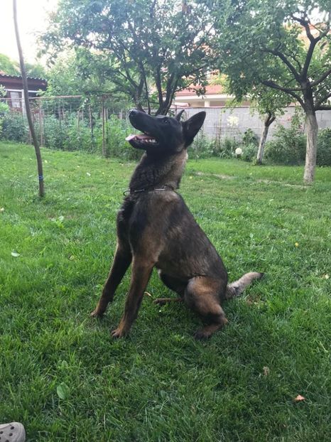 IMG-20210710-WA0023 - CIOBANESC MALINOIS