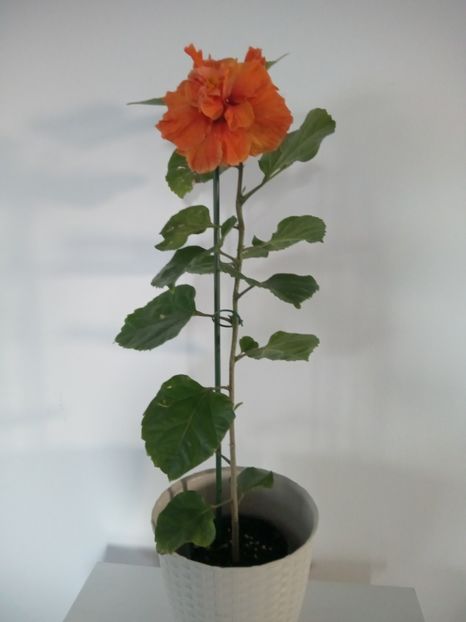  - 02 Hemerocalisi-hibiscusi-crini