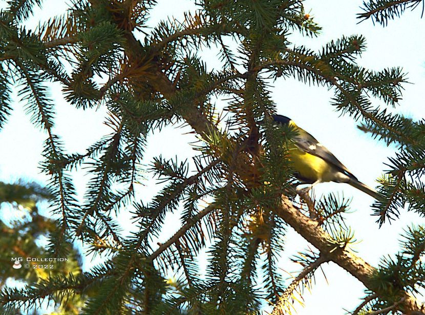 w-STICLETE -  Gold Finch - PASARI - BIRDS