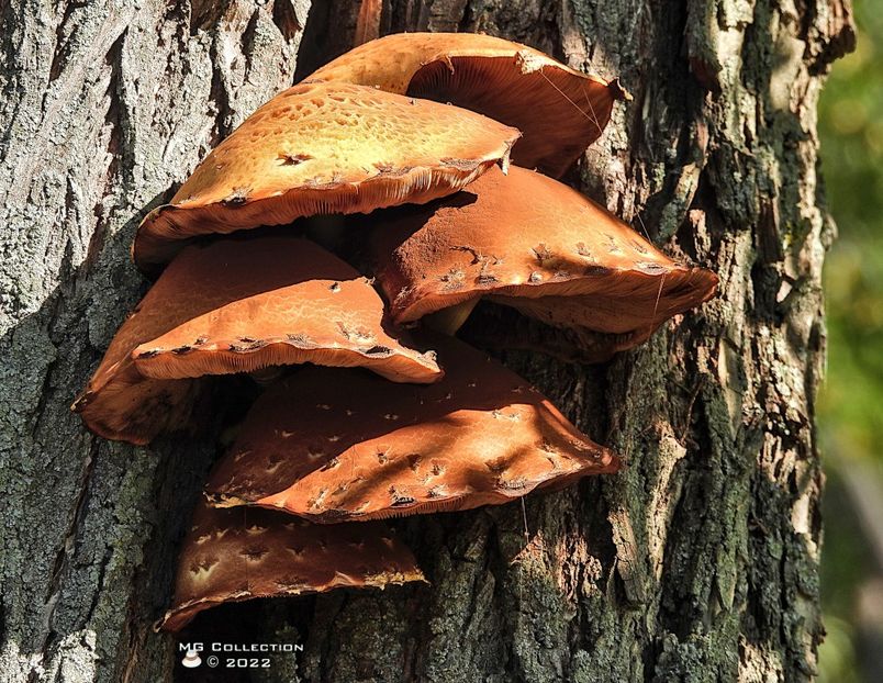 w-Ciuperci de pom - Tree mushrooms 01 - CIUPERCI - MUSHROOMS