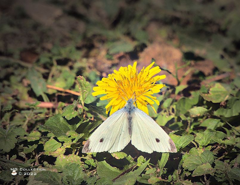 w-FLUTURE-BUTTERFLY 005 - FLUTURI - BUTTERFLYS