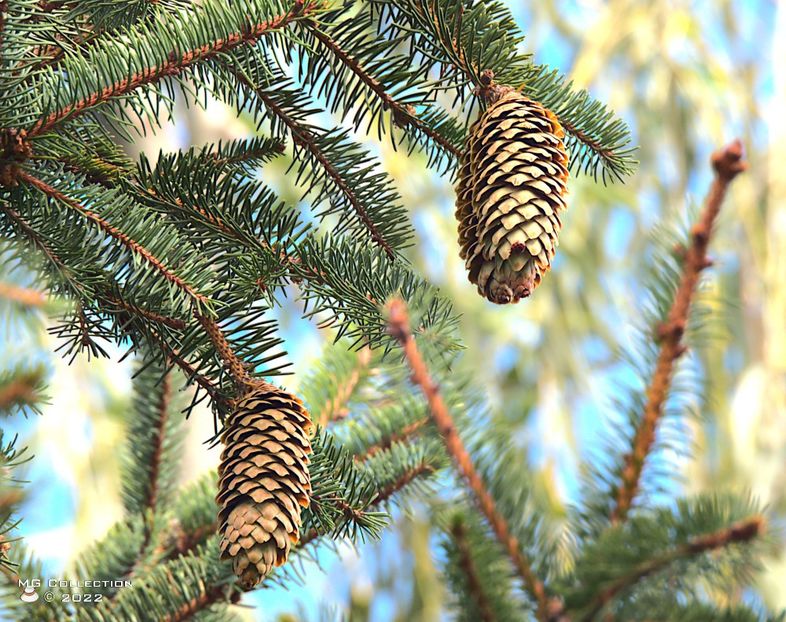 w-Conuri de brad - Fir Tree Cones - PEISAJE-PARCURI-PARKS-LANDSCAPES