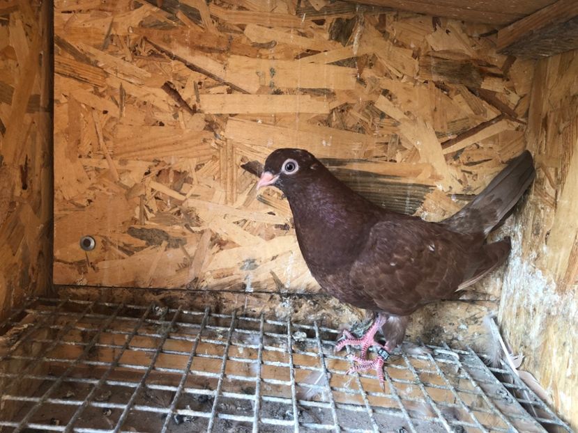 492/22 - 5- lot zbor 2022